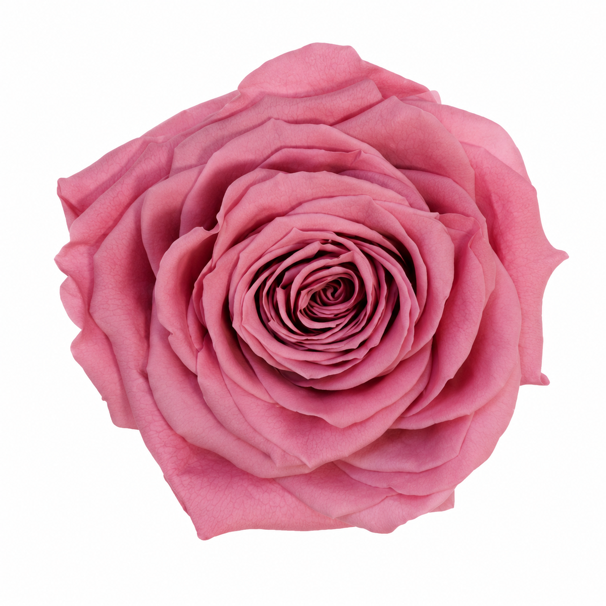 Rosa  Premiun Preservada  La grandeza de una rosa