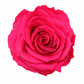 Rosa  Premiun Preservada  La grandeza de una rosa