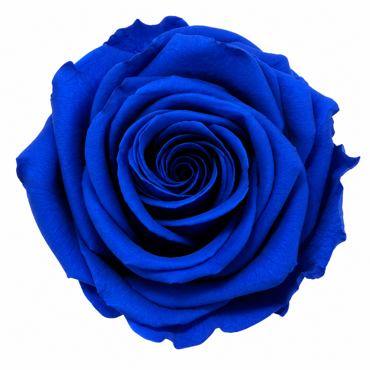Rosa  Premiun Preservada  La grandeza de una rosa