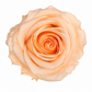 Rosa  Premiun Preservada  La grandeza de una rosa