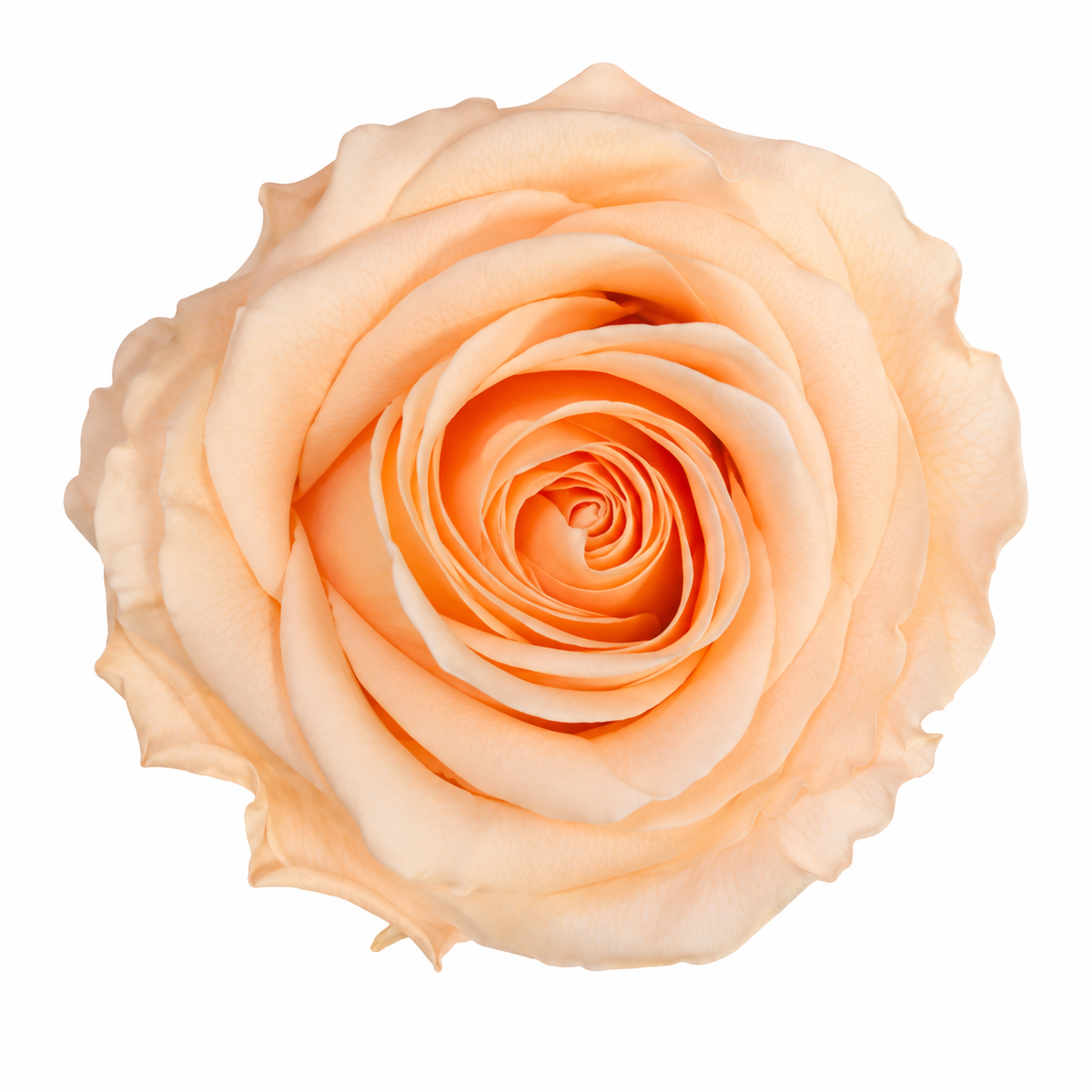 Rosa  Premiun Preservada  La grandeza de una rosa