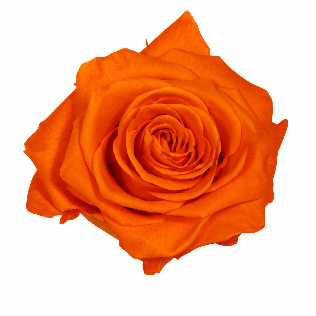 Rosa  Premiun Preservada  La grandeza de una rosa