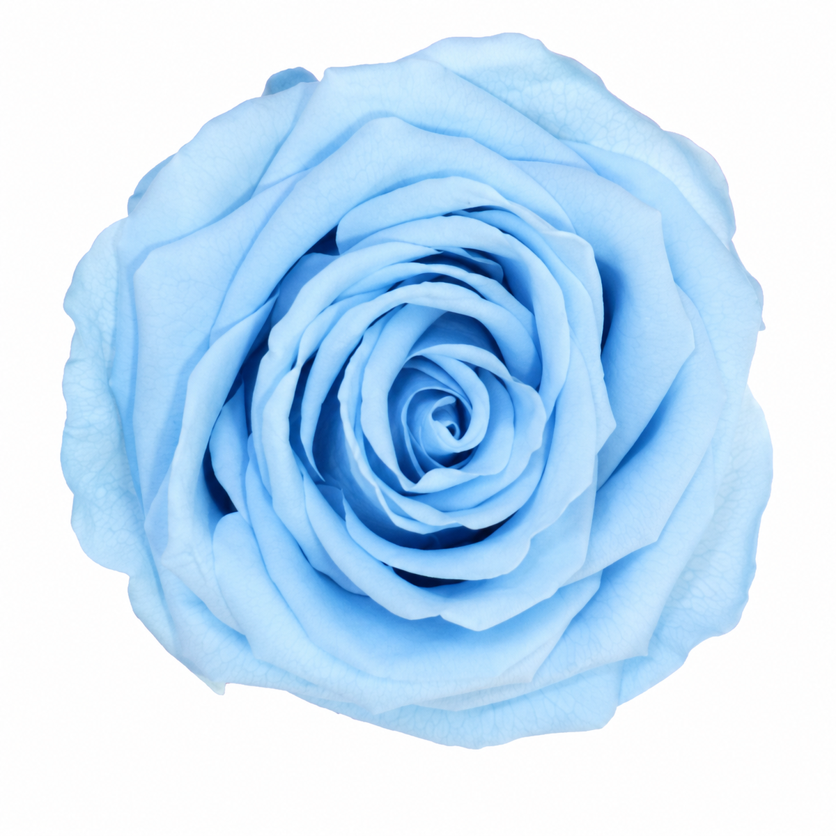 Rosa  Premiun Preservada  La grandeza de una rosa