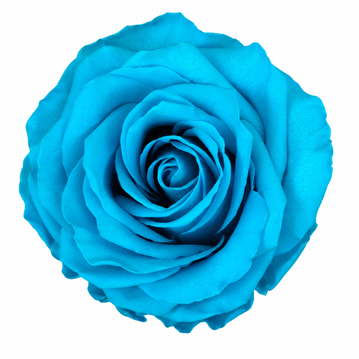 Rosa  Premiun Preservada  La grandeza de una rosa