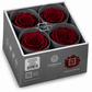 Rosa  Premiun Preservada  La grandeza de una rosa