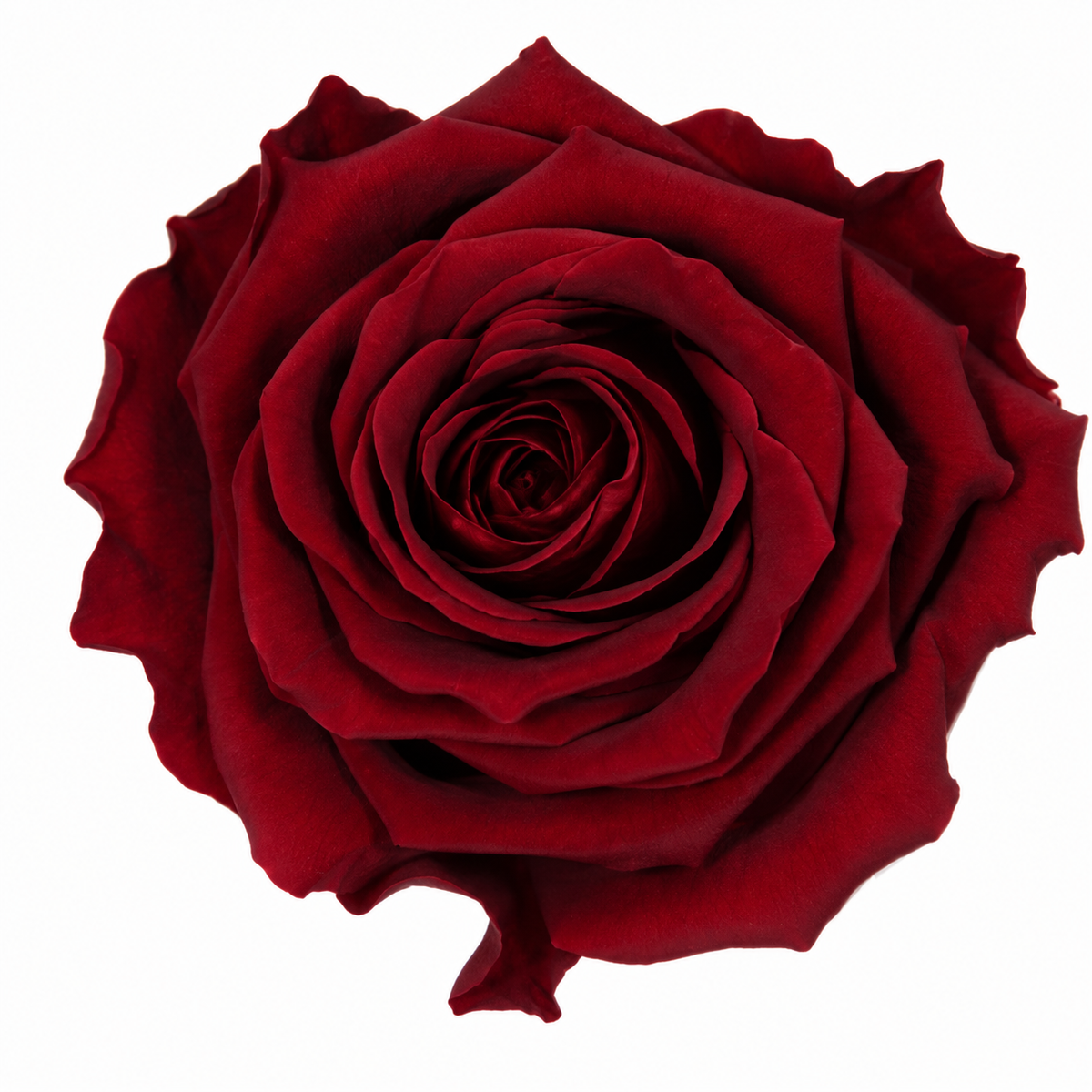 Rosa  Premiun Preservada  La grandeza de una rosa