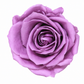 Rosa  Premiun Preservada  La grandeza de una rosa