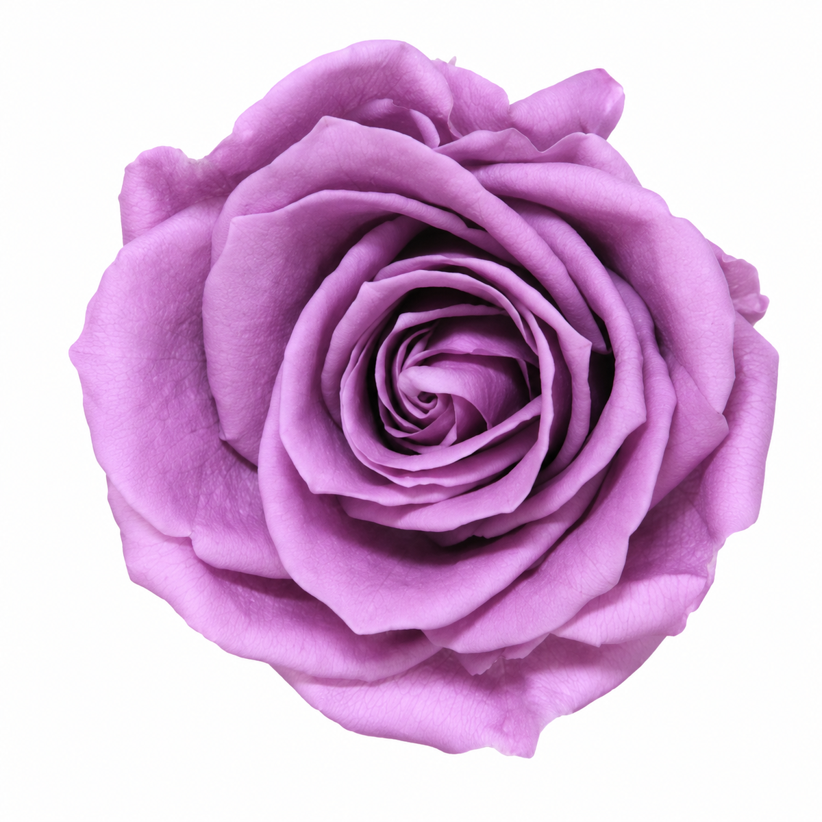 Rosa  Premiun Preservada  La grandeza de una rosa