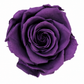 Rosa  Premiun Preservada  La grandeza de una rosa