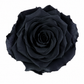 Rosa  Premiun Preservada  La grandeza de una rosa