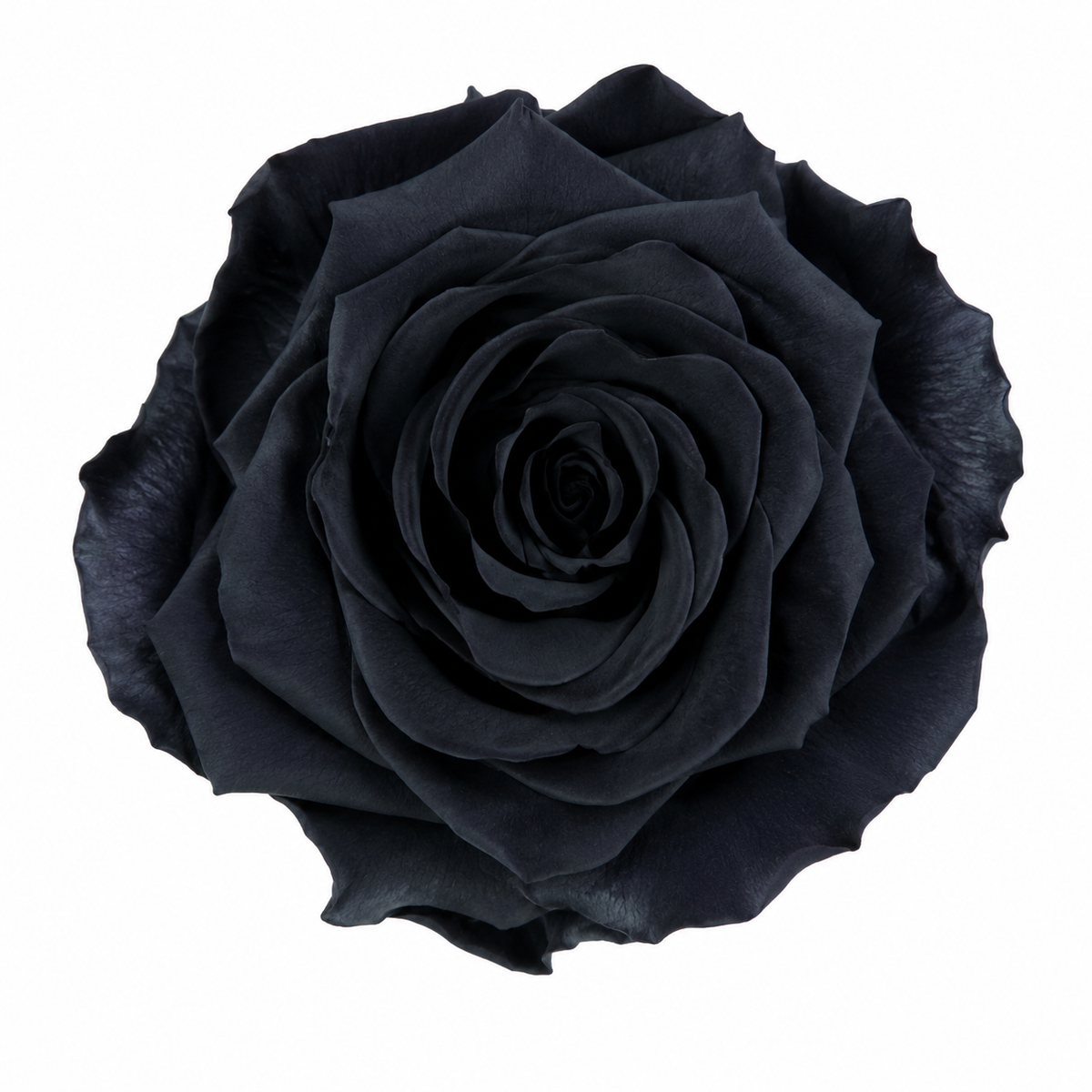 Rosa  Premiun Preservada  La grandeza de una rosa