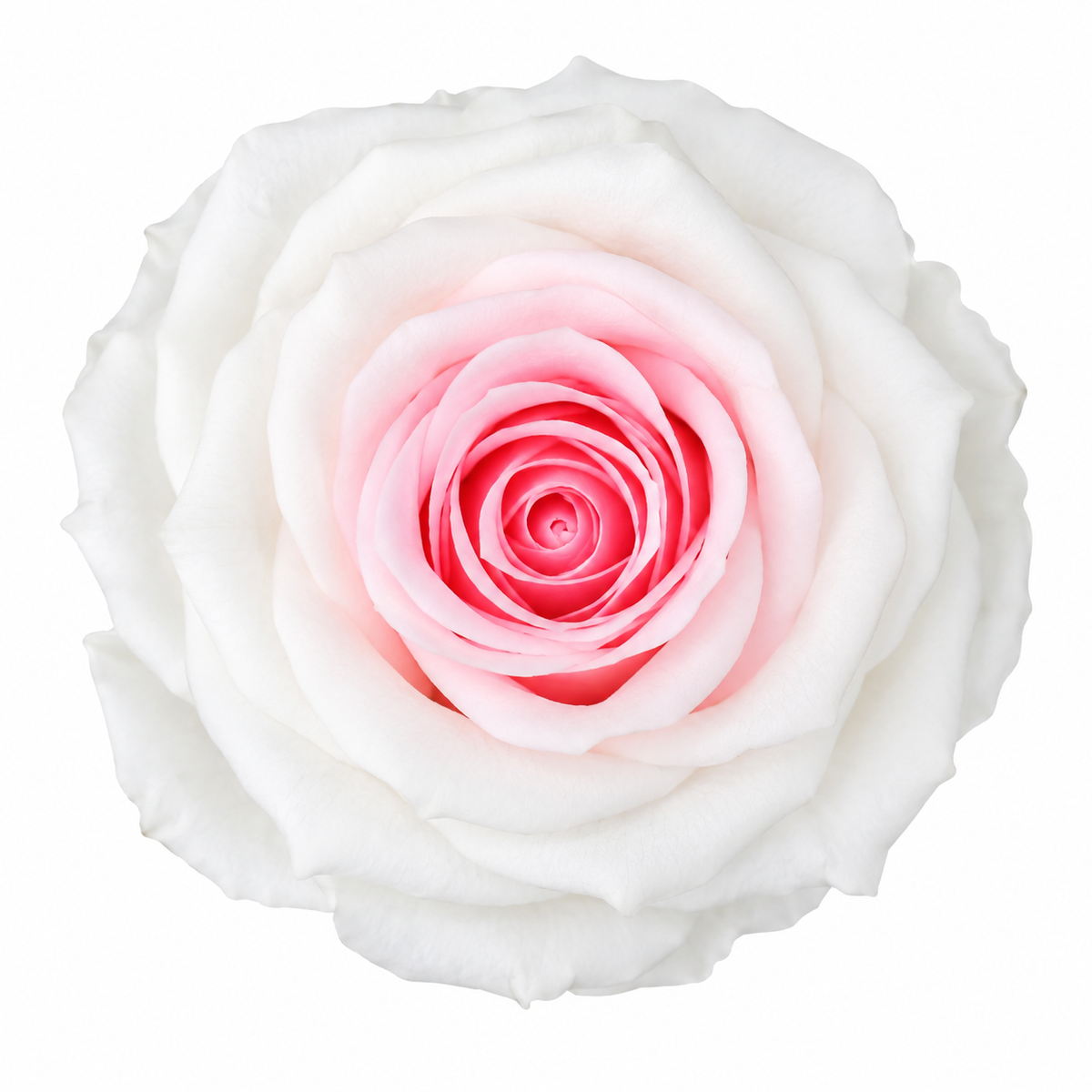 Rosa  Premiun Preservada  La grandeza de una rosa