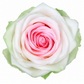 Rosa  Premiun Preservada  La grandeza de una rosa