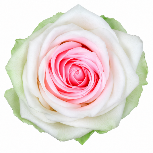 Rosa  Premiun Preservada  La grandeza de una rosa