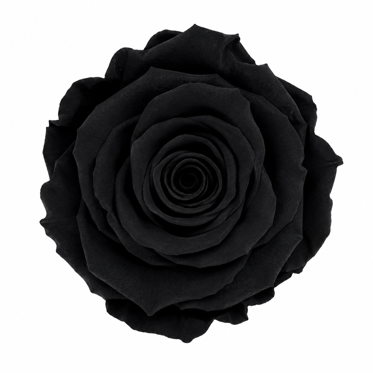 Rosa Mediana preservada