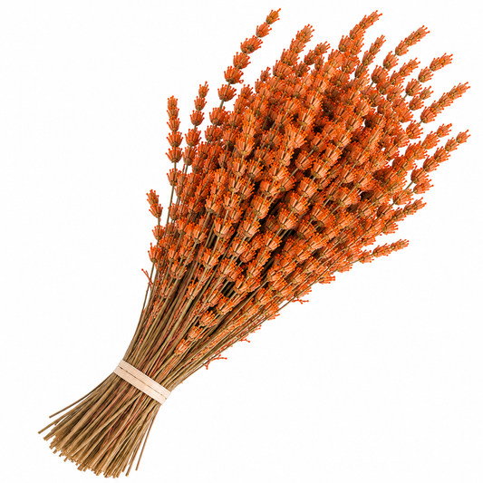 Lavanda naranja preservada
