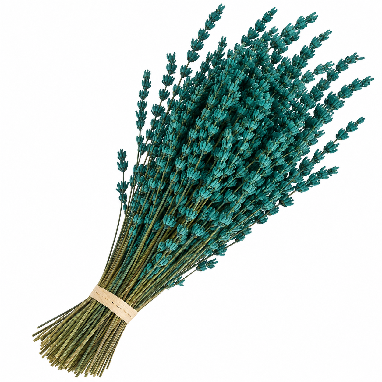Lavanda turquesa preservada