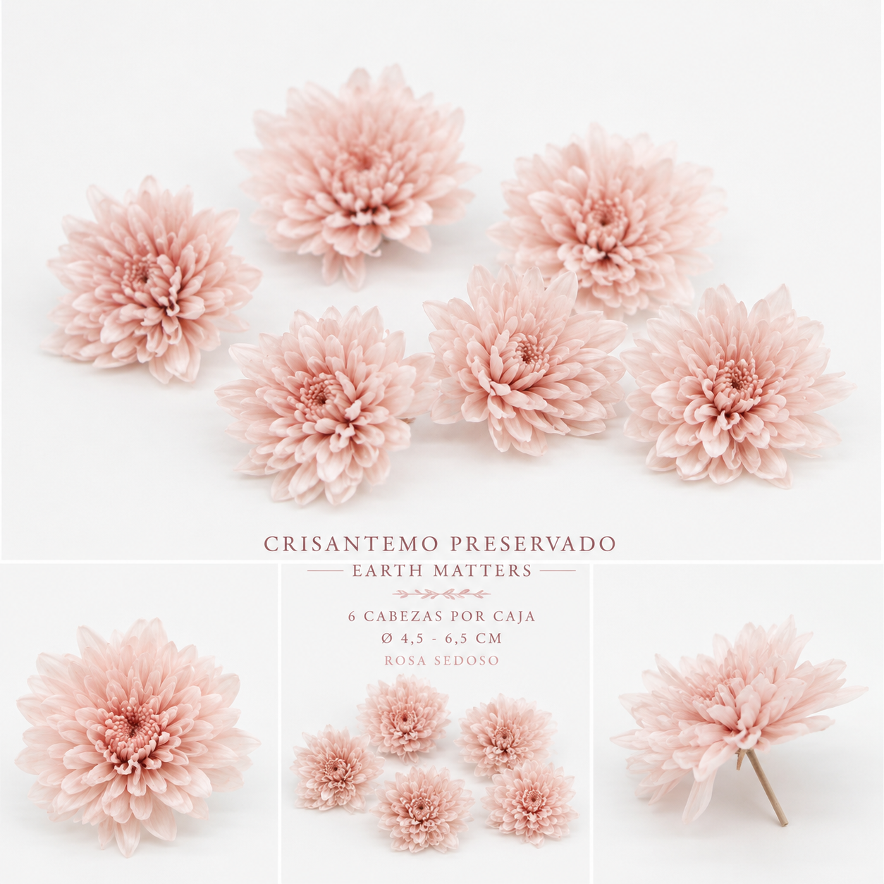 Crisantemo preservado Rosa Sedoso