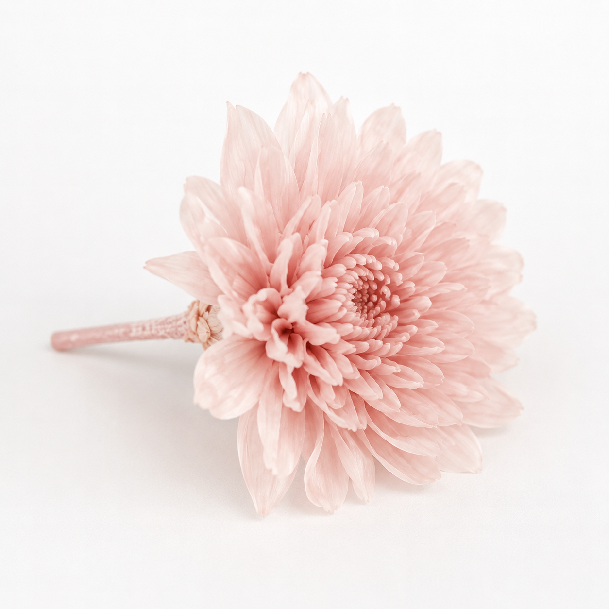 Crisantemo preservado Rosa Sedoso