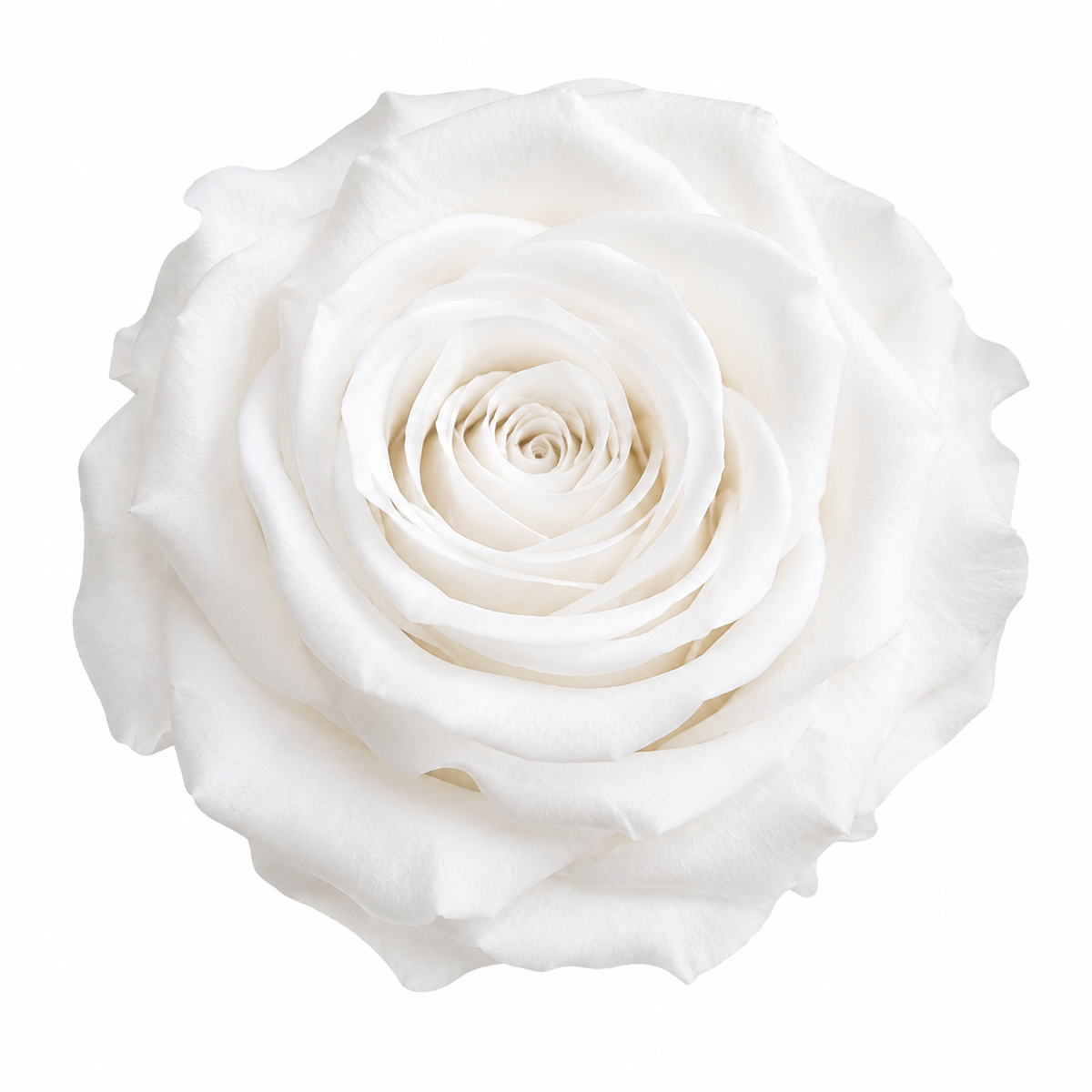 Rosa Standard preservadas