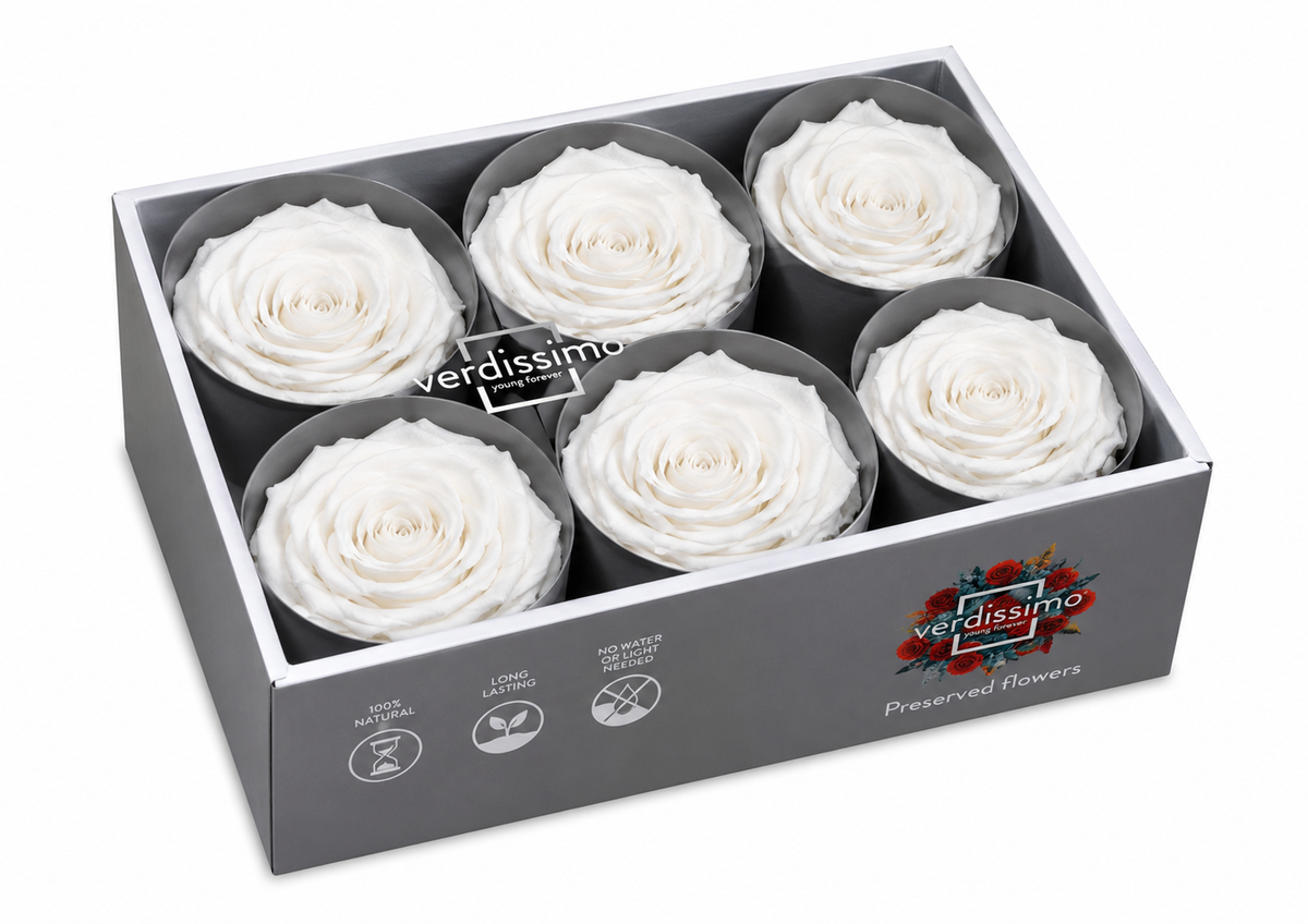 Rosa Standard preservadas