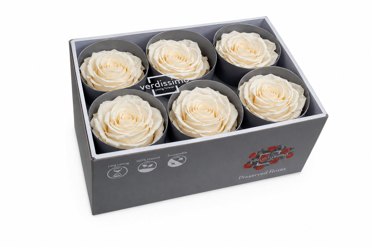 Rosa Standard preservadas