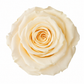Rosa Standard preservadas