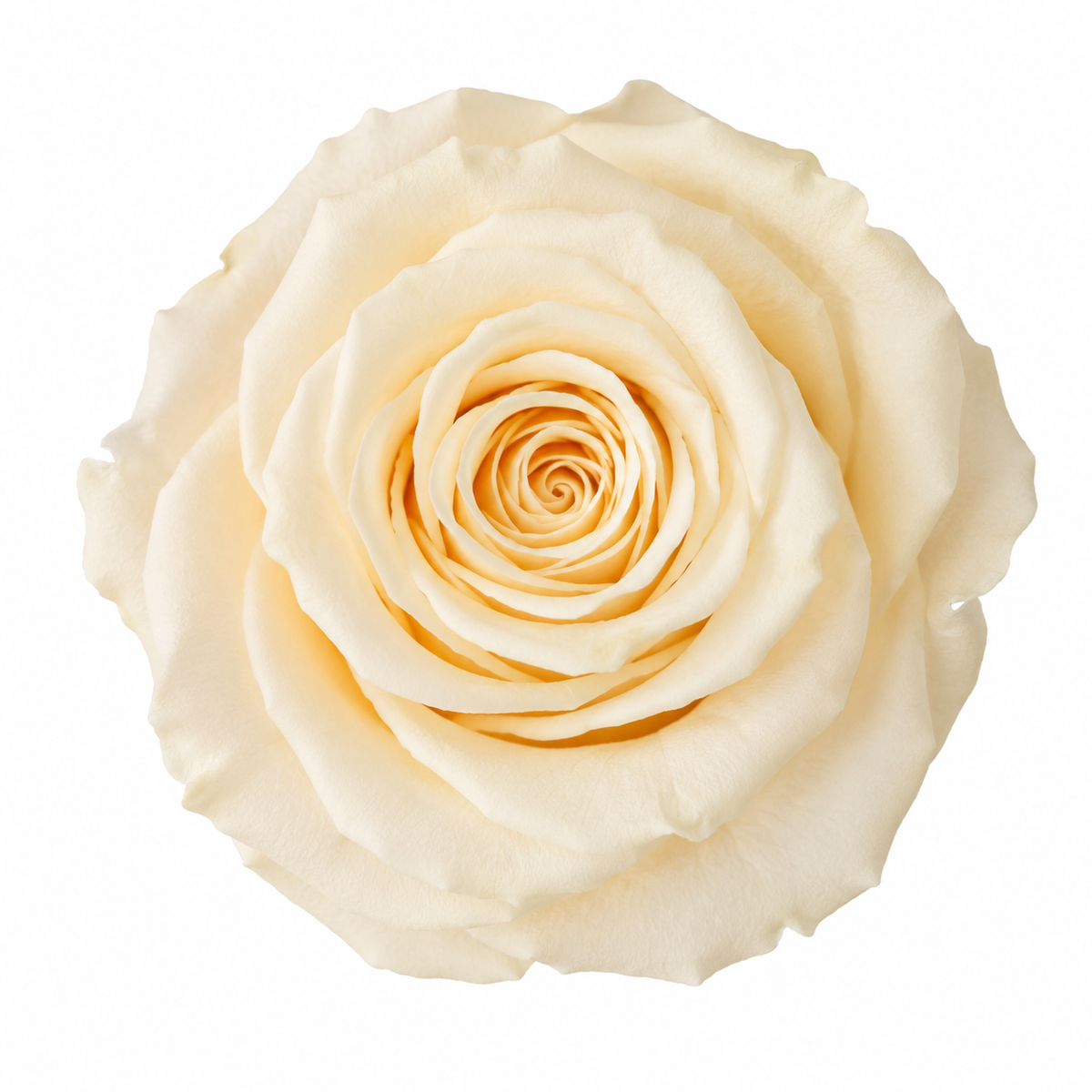 Rosa Standard preservadas