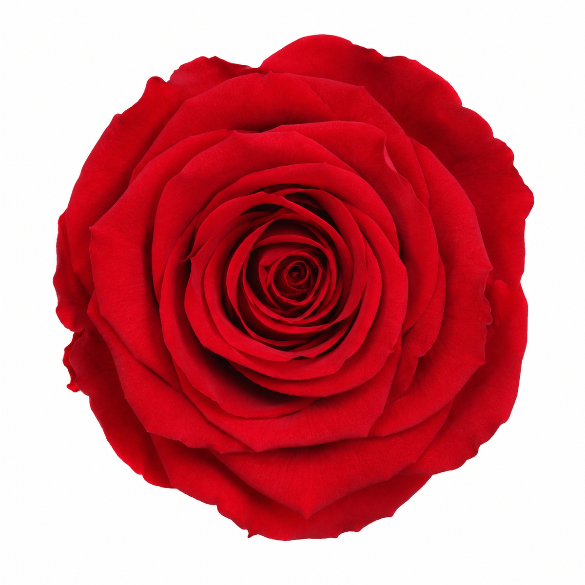 Rosa Standard preservadas