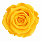 Rosa Standard preservadas