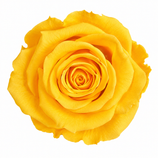 Rosa Standard preservadas