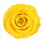 Rosa Standard preservadas