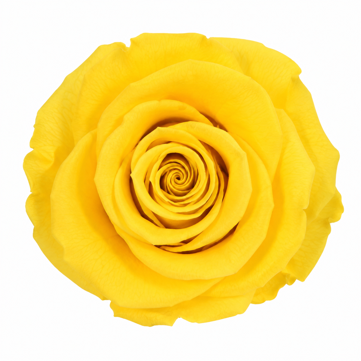 Rosa Standard preservadas