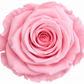 Rosa Standard preservadas