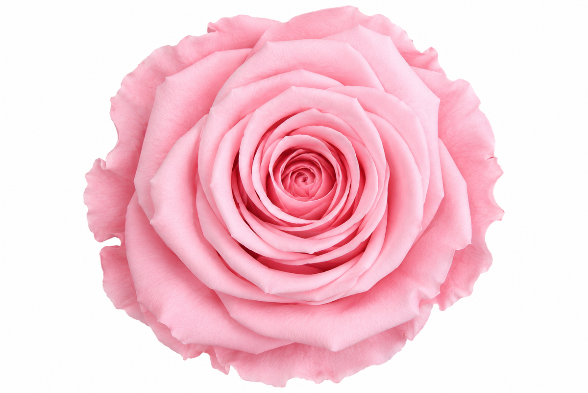 Rosa Standard preservadas