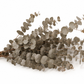 Eucalipto Cinerea Preservado