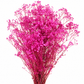 Gypsófila rosa brillante preservada (paniculata)