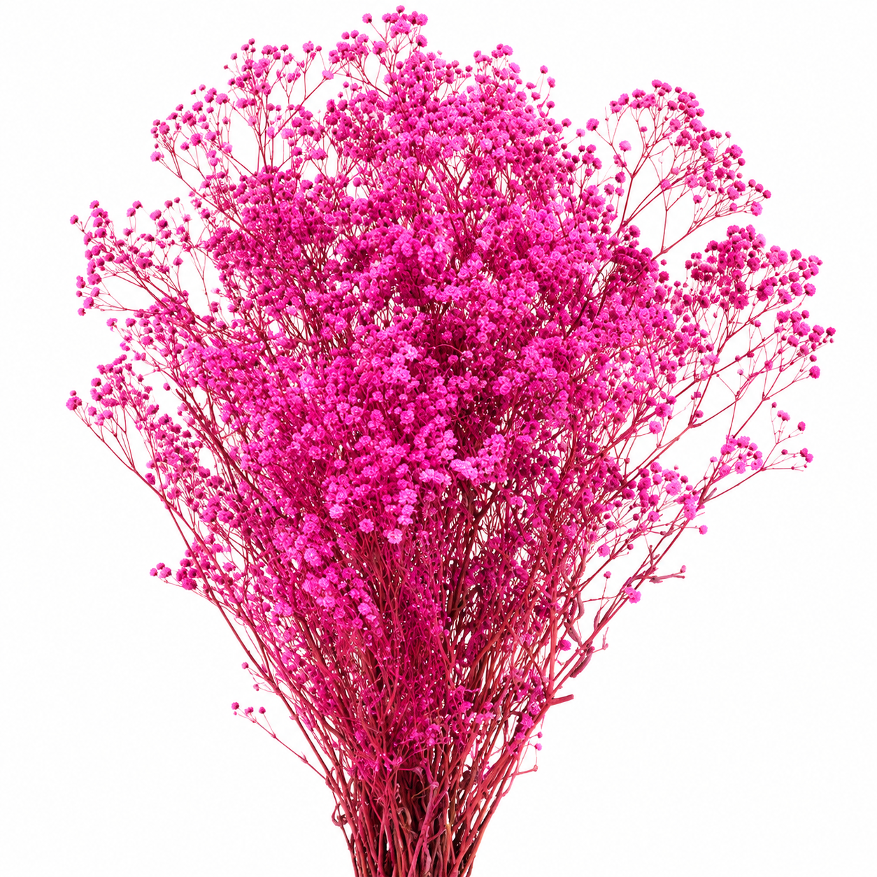 Gypsófila rosa brillante preservada (paniculata)