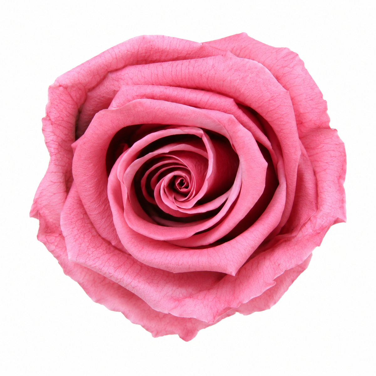 Rosa Standard preservadas