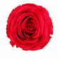 Rosa Standard preservadas