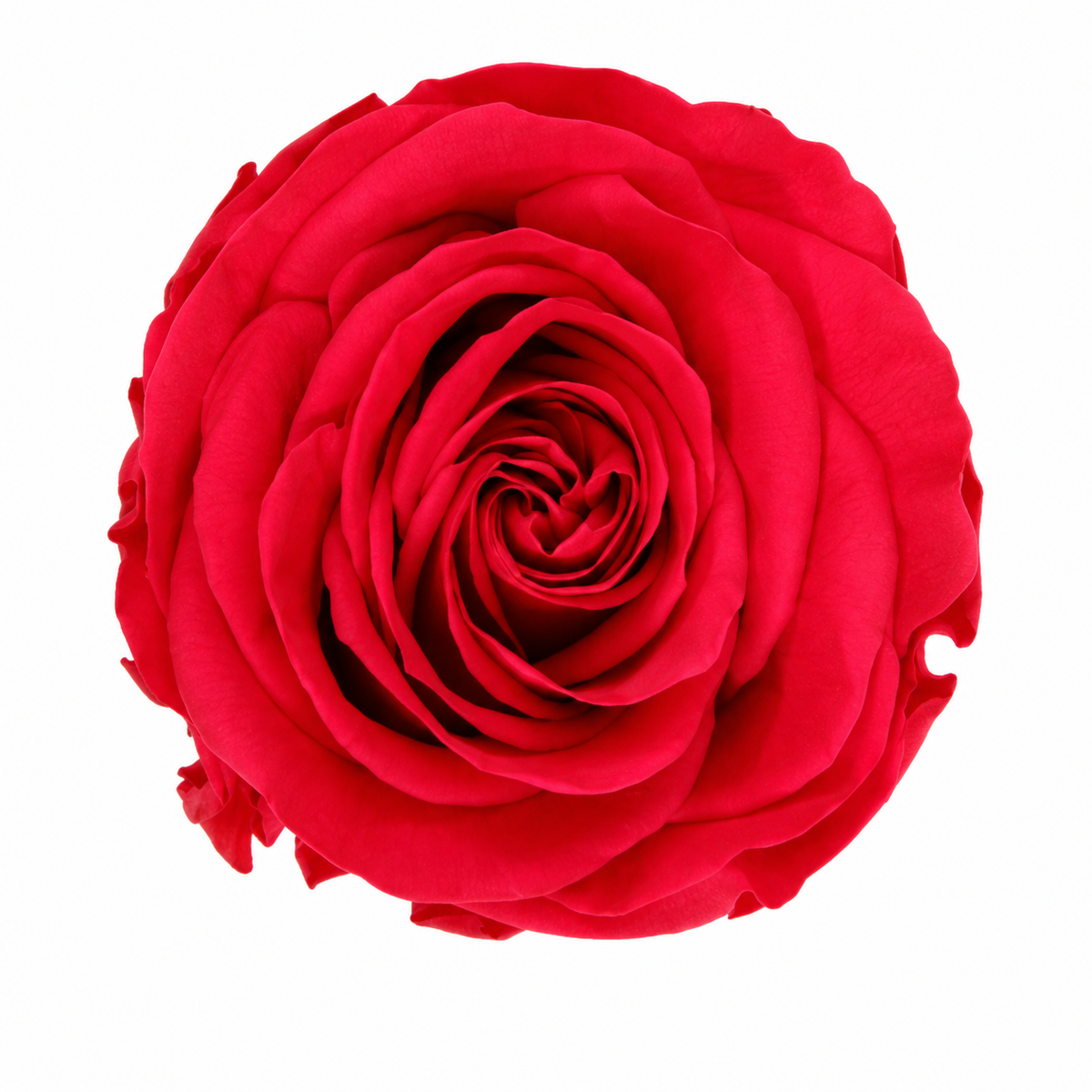 Rosa Standard preservadas