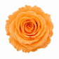 Rosa Standard preservadas
