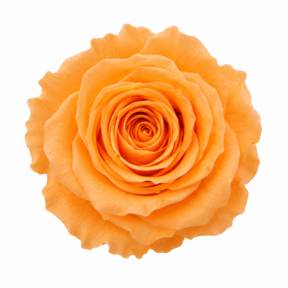 Rosa Standard preservadas