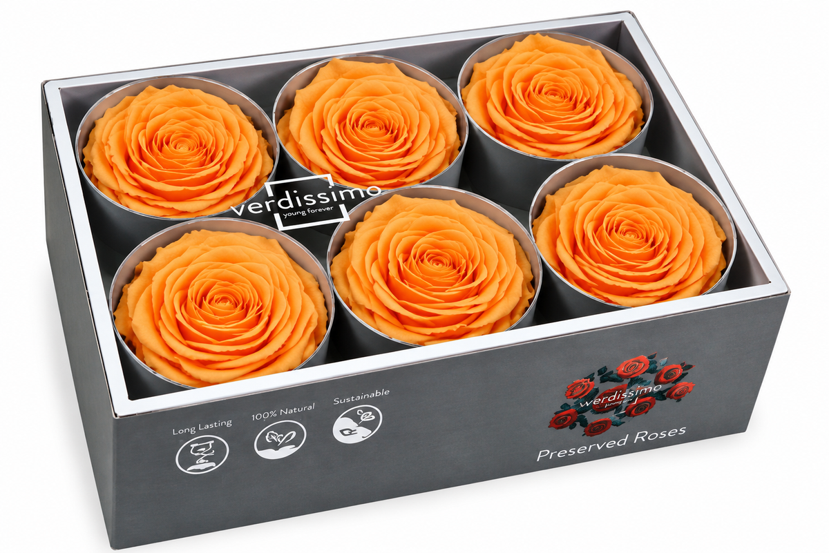 Rosa Standard preservadas