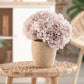 Hortensia Avellana Preservada – Verdissimo | Pampaseca