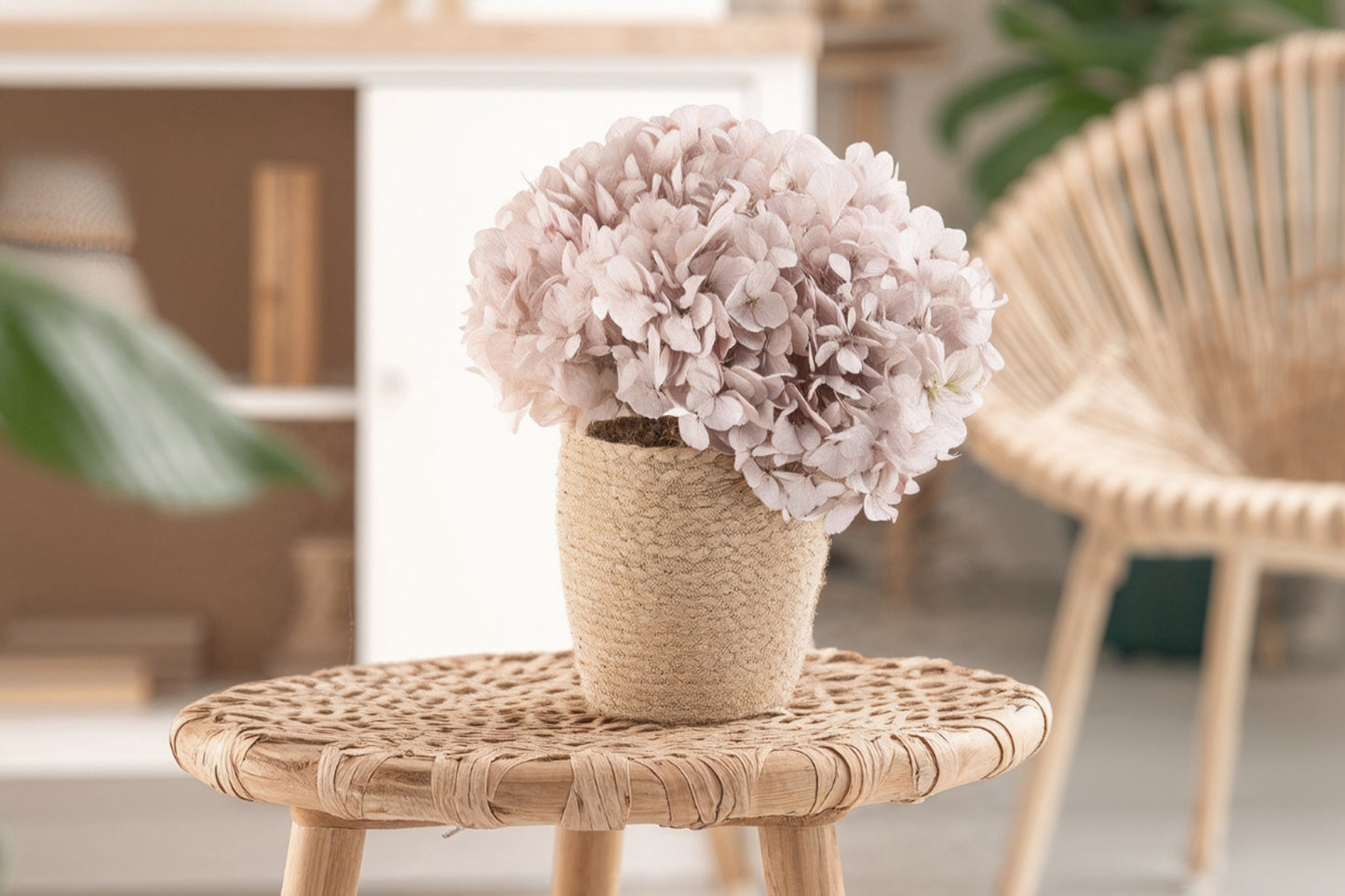 Hortensia Avellana Preservada – Verdissimo | Pampaseca