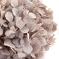 Hortensia Avellana Preservada – Verdissimo | Pampaseca