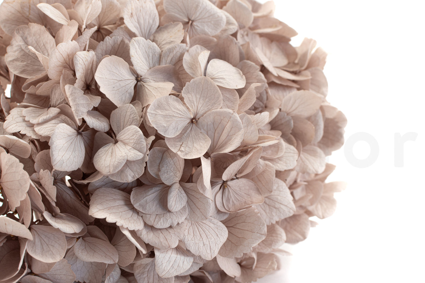 Hortensia Avellana Preservada – Verdissimo | Pampaseca