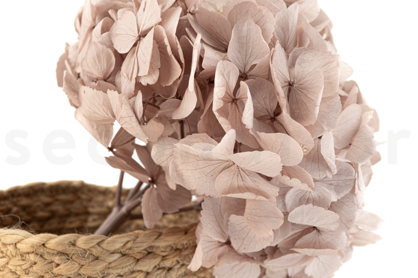 Hortensia Avellana Preservada – Verdissimo | Pampaseca