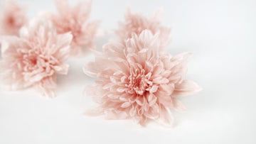 Crisantemo preservado Rosa Sedoso